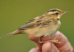 Aquatic Warbler