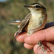 Sedge Warbler