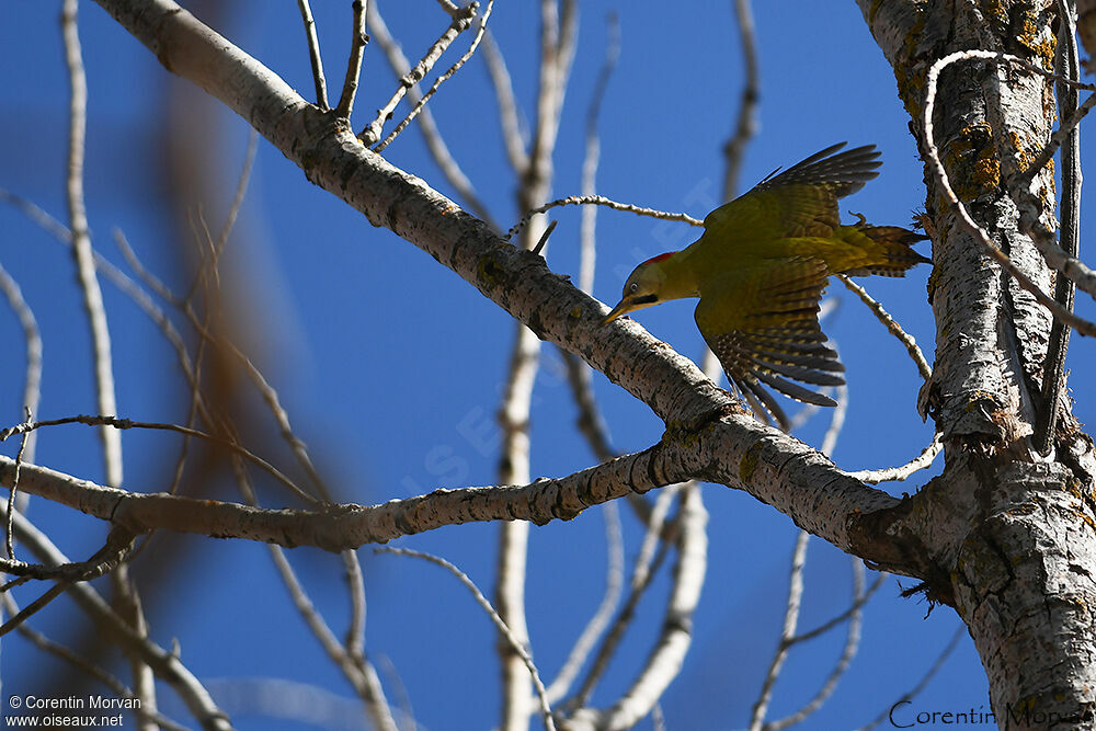 Levaillant's Woodpecker