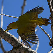 Levaillant's Woodpecker