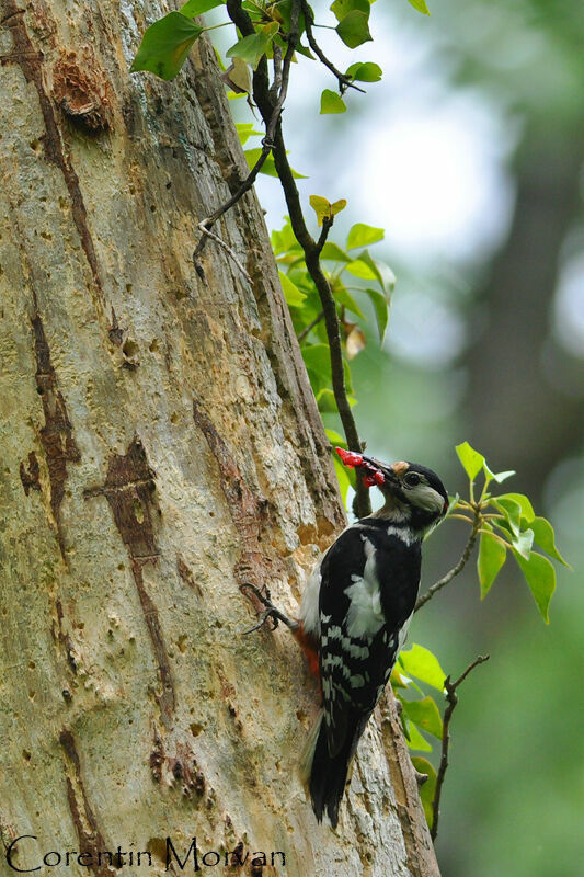 Great Spotted Woodpecker