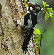 Great Spotted Woodpecker