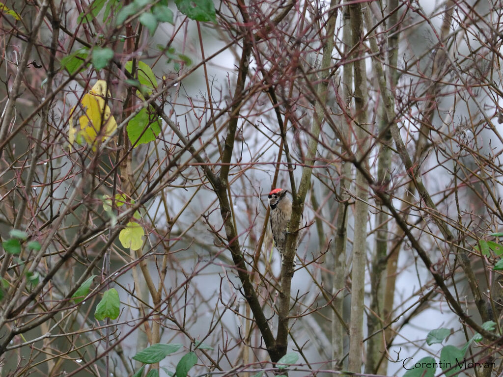 Lesser Spotted Woodpecker