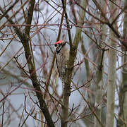 Lesser Spotted Woodpecker