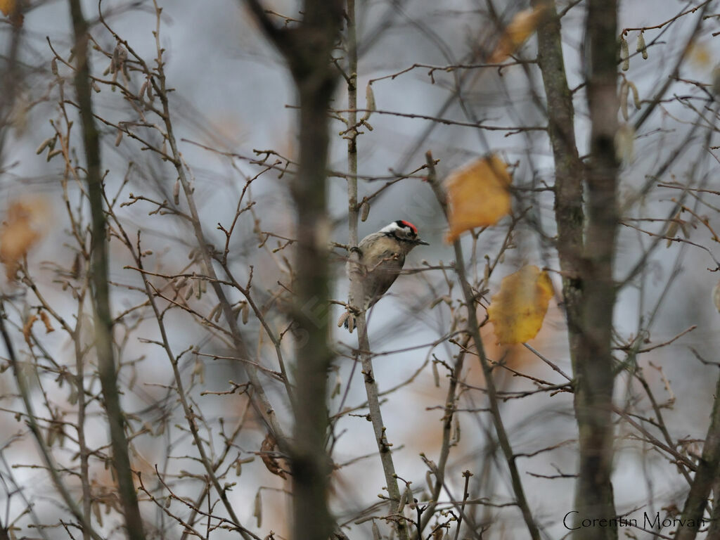 Lesser Spotted Woodpecker