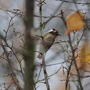 Lesser Spotted Woodpecker