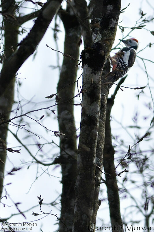 Middle Spotted Woodpecker