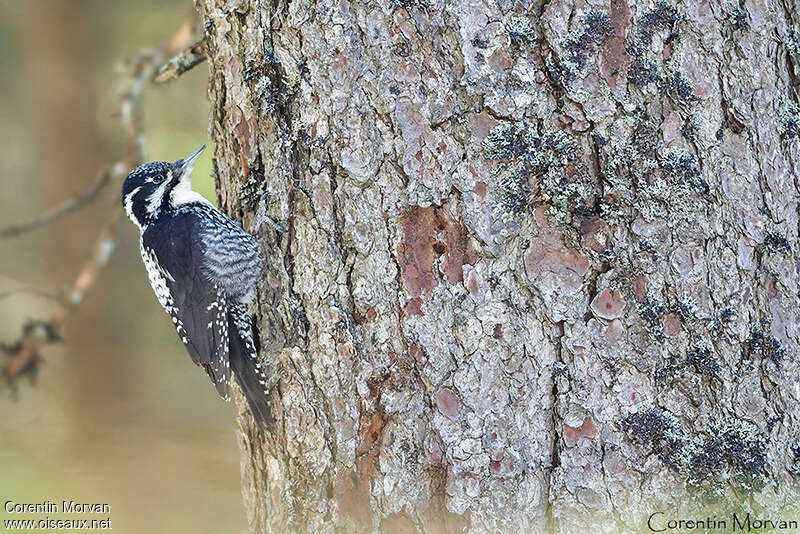 Eurasian Three-toed Woodpecker female adult breeding, identification