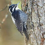 Eurasian Three-toed Woodpecker