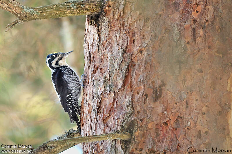 Eurasian Three-toed Woodpeckeradult breeding, habitat