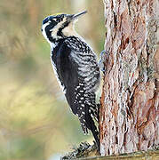 Eurasian Three-toed Woodpecker