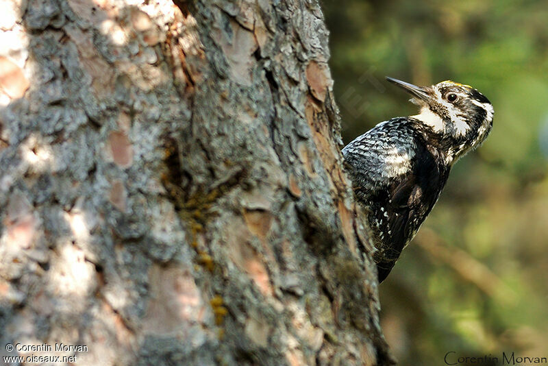 Eurasian Three-toed Woodpecker