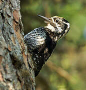 Eurasian Three-toed Woodpecker