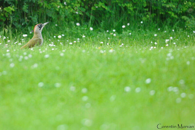 European Green Woodpecker