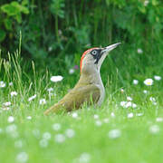 European Green Woodpecker