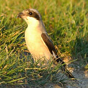 Lesser Grey Shrike