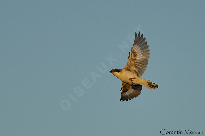 Lesser Grey Shrike