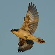 Lesser Grey Shrike