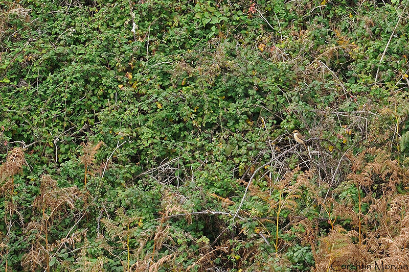 Pie-grièche brune