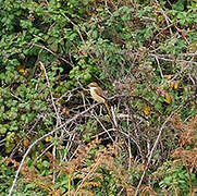 Brown Shrike