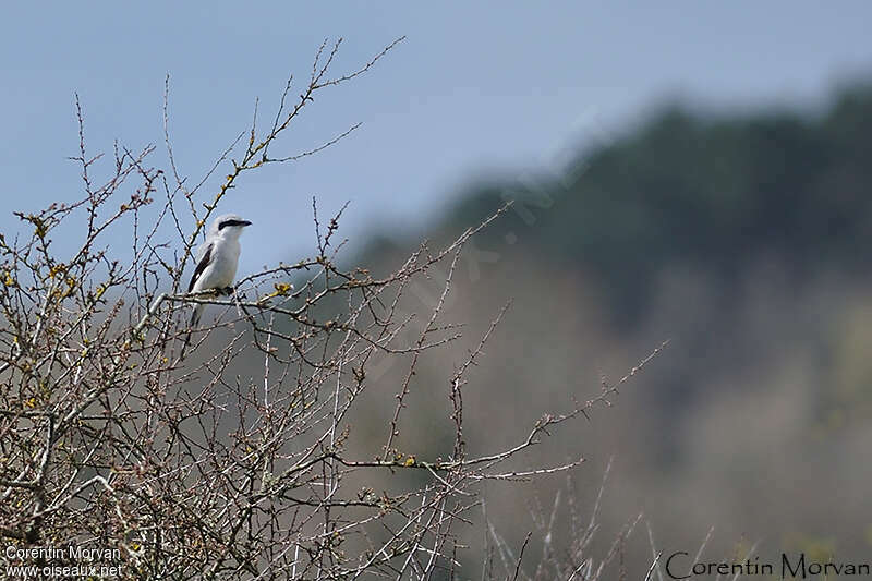 Great Grey Shrikeadult, habitat, fishing/hunting