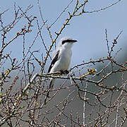 Great Grey Shrike