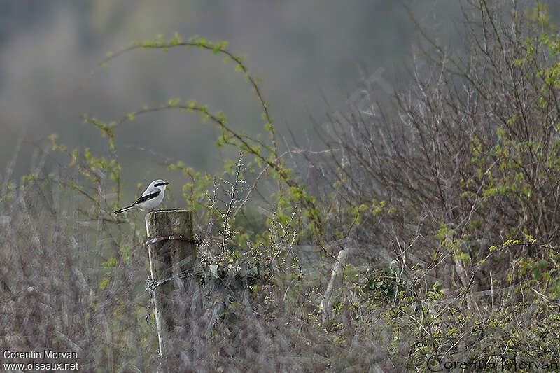 Great Grey Shrikeadult, habitat, fishing/hunting