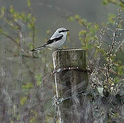 Great Grey Shrike