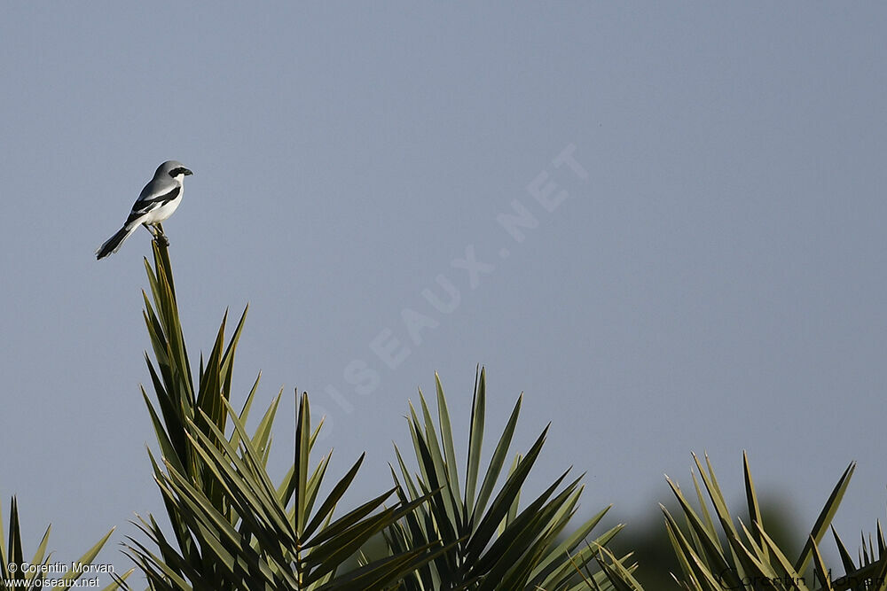 Great Grey Shrike