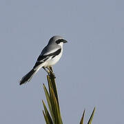 Great Grey Shrike