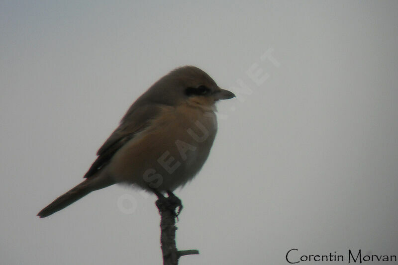 Isabelline Shrike