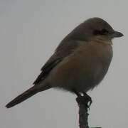 Isabelline Shrike