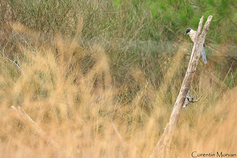 Iberian Magpie