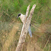 Iberian Magpie