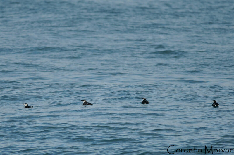 Razorbill