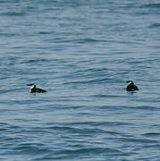 Razorbill