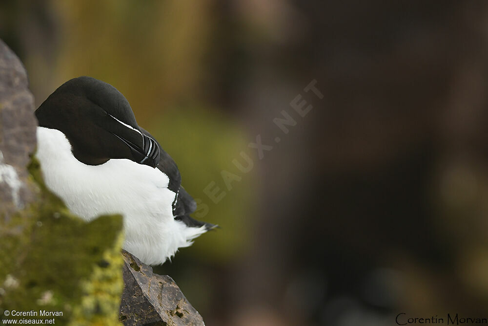 Razorbill