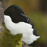 Razorbill