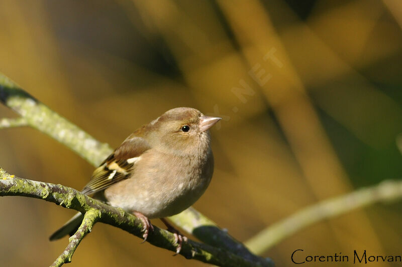 Common Chaffinch