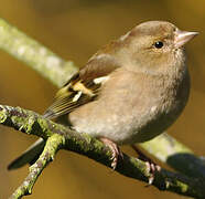 Eurasian Chaffinch