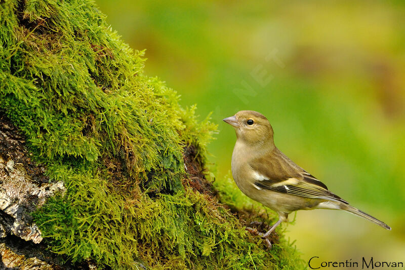 Eurasian Chaffinch