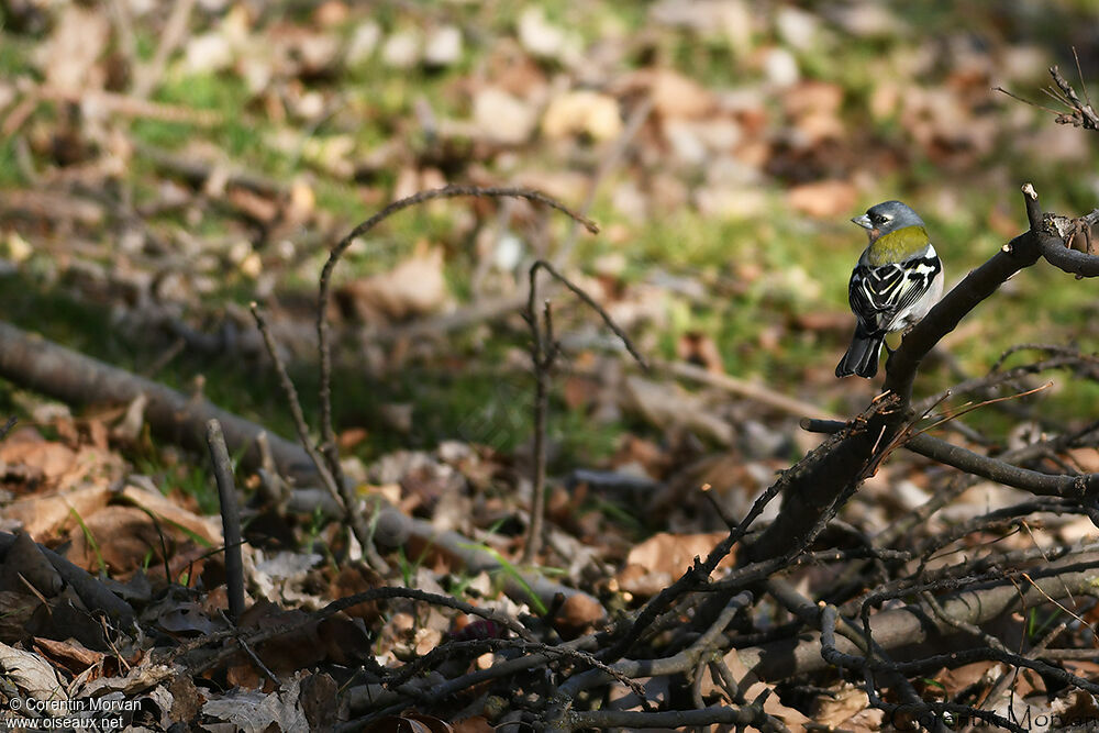 Eurasian Chaffinch