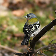 Eurasian Chaffinch