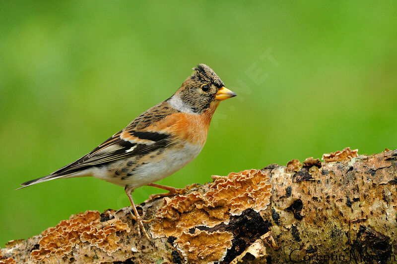 Brambling