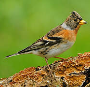 Brambling