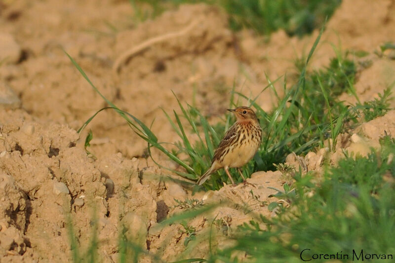 Pipit à gorge rousse