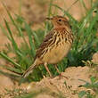 Pipit à gorge rousse