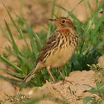 Pipit à gorge rousse