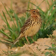 Pipit à gorge rousse