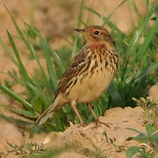 Pipit à gorge rousse